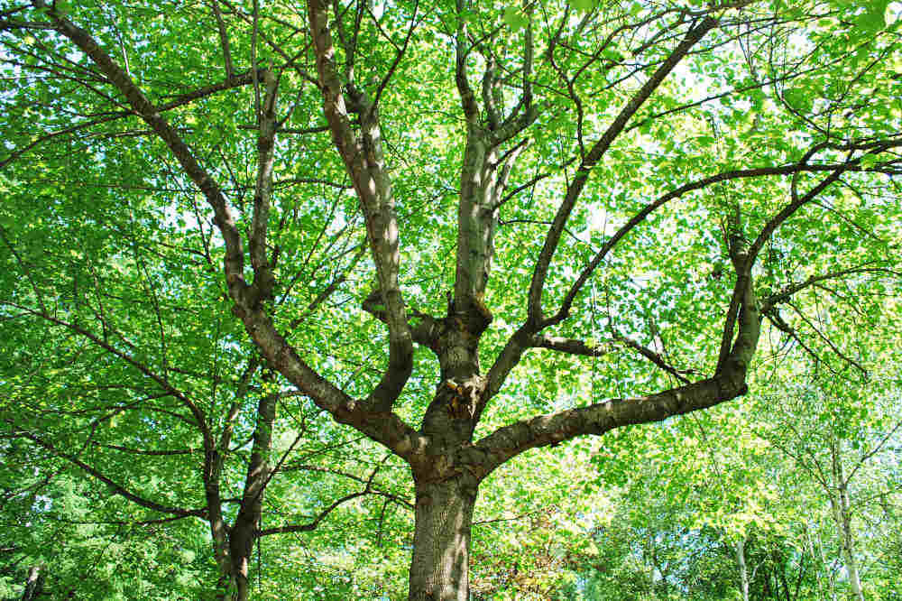 暮らしに自然音を取り入れよう